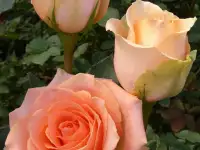 Роза ч/г. Саженцы 2х летние, фотография 6