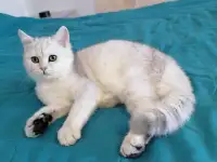Британский котёнок, фотография 3