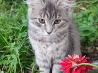 Класные котята