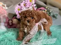 Мальтиипу Корейский тип той пудель тикап и мини мальтипу ф1