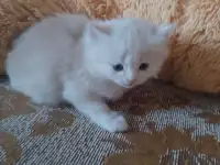 британские котята, фотография 2