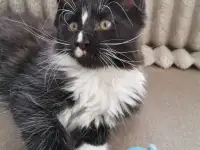 Котятa Мейн Куны из серцифицированного питомника, фотография 2