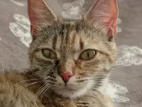 Кошечка в дар! молодая Ласковая, добрая нежная, стерелизована, фотография 3