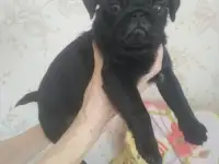 Продаются щенки мопса, фотография 2