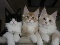 Котята мейн кун!