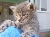 Срочно! Маленький Котенок мальчик в дар!, фотография 3