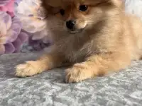 Щенки померанского шпица