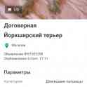 Продам щенка