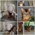 Абиссинский котёнок, фотография 7