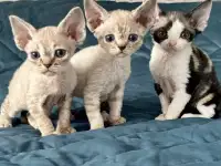 Котята девон рекс, фотография 4