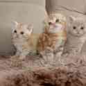 Вислоухие котята