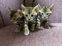 Котята бенгалы, фотография 6