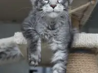 Котёнок мейн кун!, фотография 4
