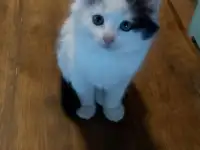 котёнок