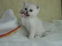 Котята британские, фотография 2