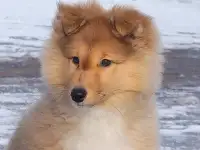 Щенок шелти, фотография 2