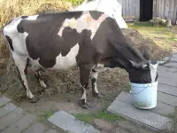 Продам высокоудойную корову, фотография 2