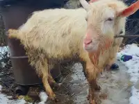 Козлята заненской породы