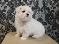 Мальтийской болонки щенки, фотография 3