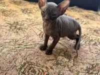 Котятки донского сфинкса, фотография 9