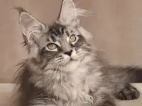 Мейн-кун котята, фотография 3