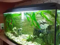 Продам аквариум с рыбками, фотография 3