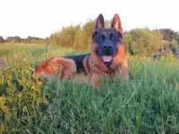 Щенки немецкой овчарки., фотография 4