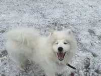 Малыш самоед, фотография 2