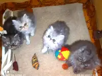 Персидские котята Экстремального типа чистокровные. Персы., фотография 6