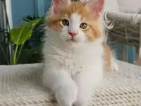 Котенок мейн кун из питомника