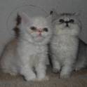котята экзоты, фотография 4