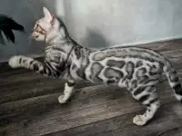 Бенгальские котята, фотография 2