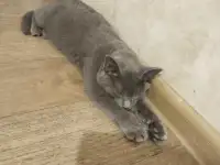 Котёнок русский-голубой, фотография 2