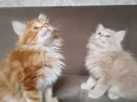 Курильский бобтейл, фотография 10