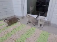 Шотландские вислоухие котята, фотография 5