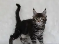 Кошечка мейн-кун, фотография 2