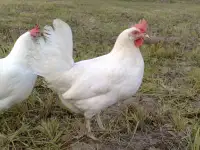 Куры несушки доставка по району, фотография 2
