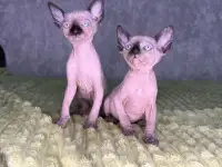 Кошечки канадского сфинкса, фотография 5