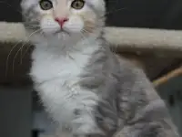 Кошечка породы мейн-кун., фотография 5