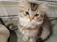 Нежный котенок Лёва ищет дом!, фотография 3