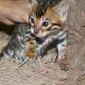Бенгальская кошечка, фотография 5