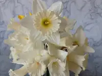 Свежесрезанные нарциссы, фотография 3