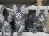 Котята мейн кун ждут Вас!, фотография 5