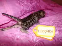 Шикарная бенгальская кошечка, фотография 5