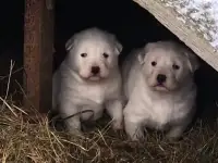 Продаются щенки алабаев, фотография 2