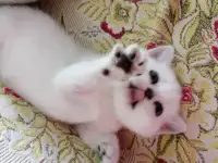 Британские котята, фотография 4