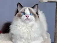 Рэгдолл, фотография 9