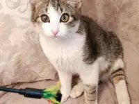 Котёнок  Мурчик 3-4 месяца., фотография 4