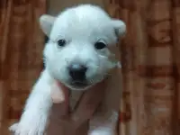 Щенки хаски, фотография 3