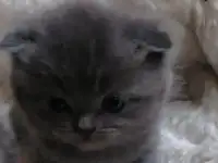 Котята вислоухие шотландские, фотография 3